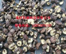 逸村機械帶您了解香菇行業(yè)動態(tài)訊息之香菇出口退稅政策自3月1日起取消