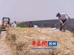 山東膠州用麥秸稈種草菇 益菇園又育新品種