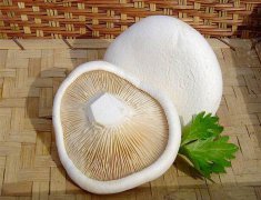 白靈菇畸形難控？逸村機械為您解憂