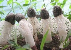 竹蓀的種植要點(diǎn)你知多少？且看逸村機(jī)械總結(jié)篇