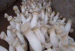 杏鮑菇細(xì)菌感染，個(gè)頭小？逸村機(jī)械為您查文獻(xiàn)招