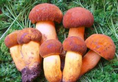 牛肝菌種植注意事項(xiàng)知多少？看逸村機(jī)械為您總結(jié)