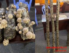 如何預(yù)防平菇冬季畸形 逸村機(jī)械有話說