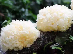 逸村機(jī)械帶您解讀鮮銀耳到干銀耳的整個(gè)過程