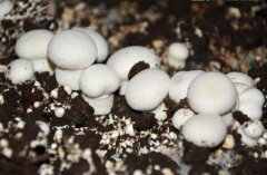 打造全國食用菌第一鎮(zhèn) 50億蘑菇小鎮(zhèn)項目簽約